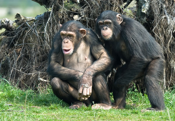 chimpanze