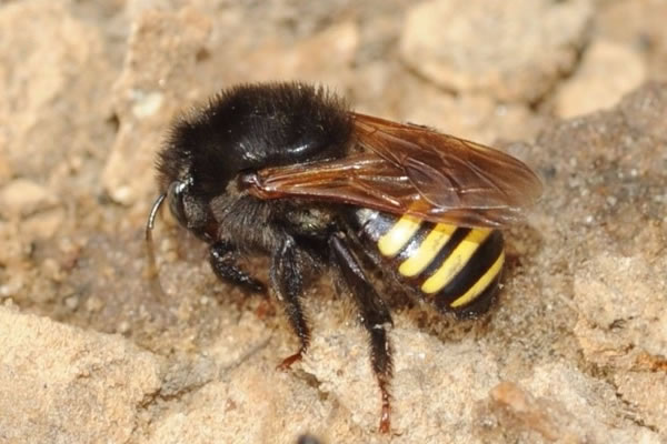 abelha nativa