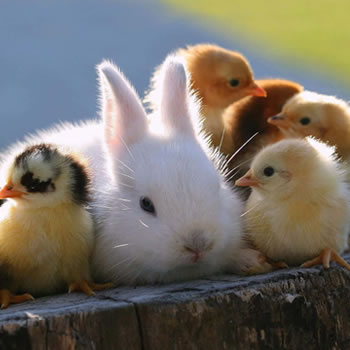 Animais que todo sítio deveria ter