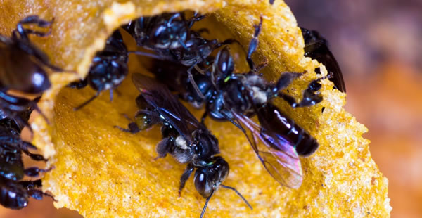 meliponineos