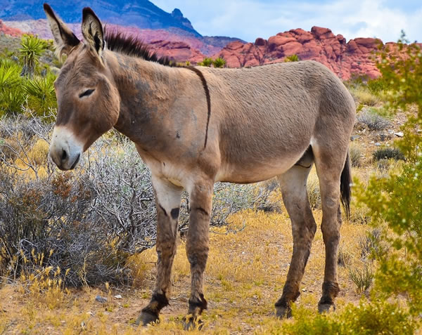 burro