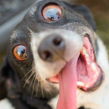 Por que agosto é o "mês do cachorro louco"?