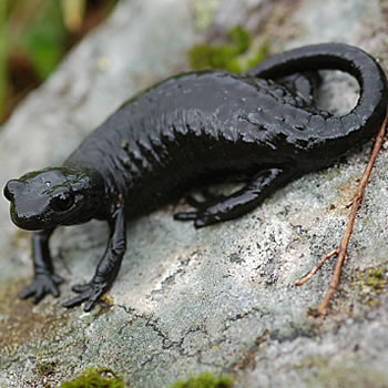 Qual animal tem a gestação mais longa?