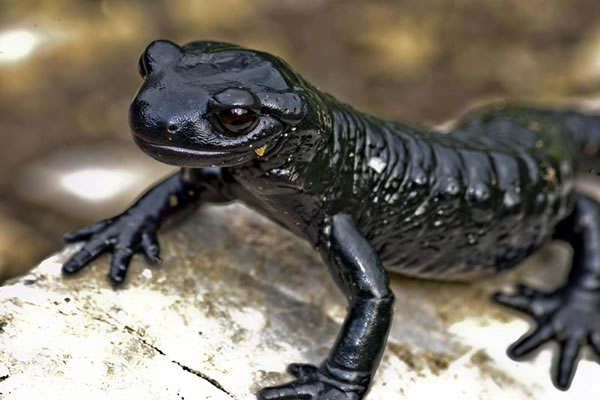 salamandra alpina