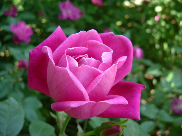 rosa