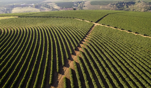 Vista aérea de plantações