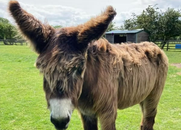 burro bambou mais orelhudo