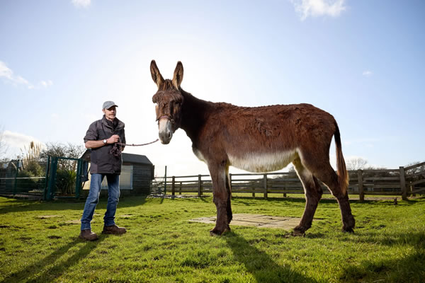 derrick burro mais orelhudo