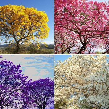 Quando acontece a florada dos ipês?