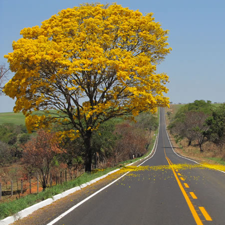 ipe amarelo1