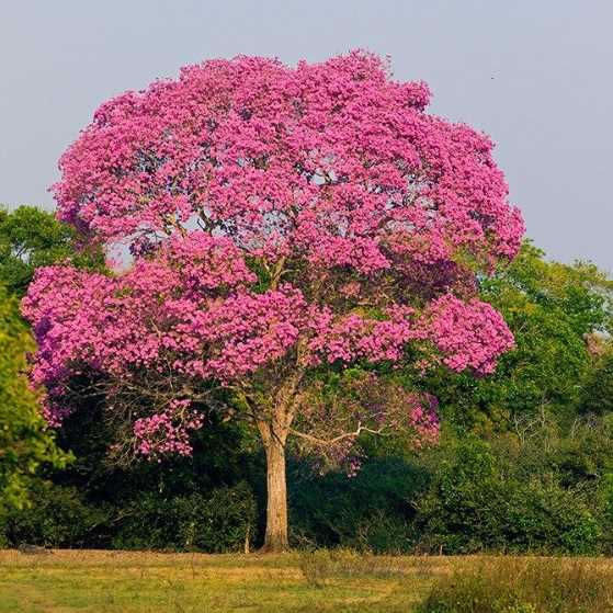 ipe rosa