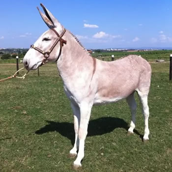 Por que o burro e a mula são estéreis?