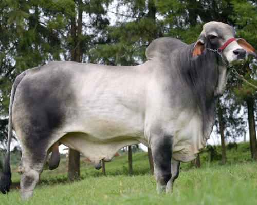 Brahman