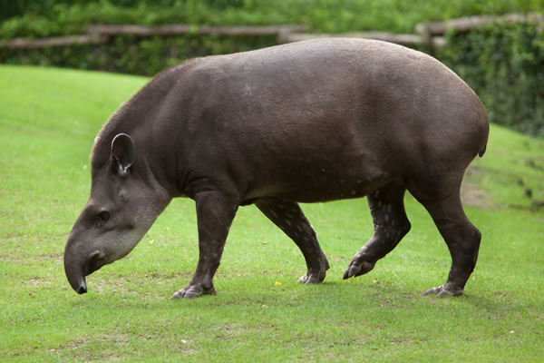 Anta (Tapirus terrestris)