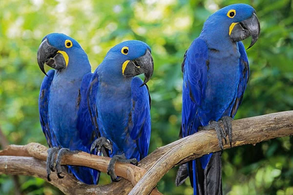 Arara-azul-de-Lear (Anodorhynchus lear)