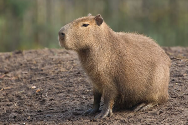 Capivara (Hydrochoerus hydrochaeris)