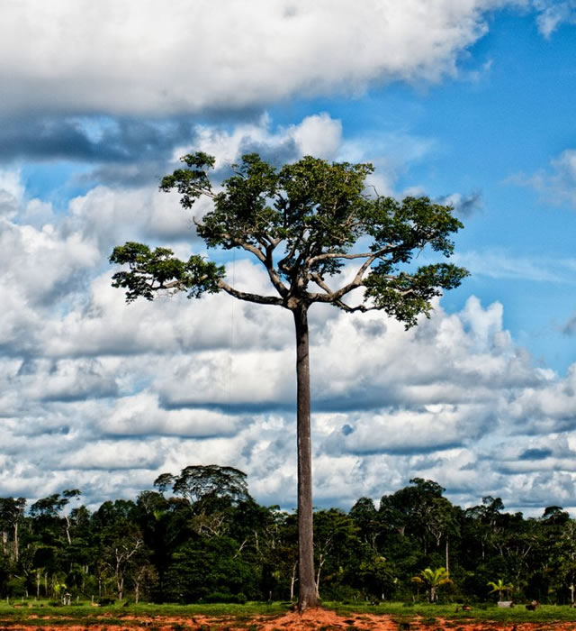 Castanha-do-pará