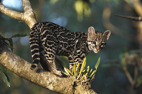 Gato-maracajá (Leopardus wiedii)