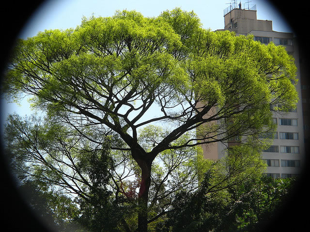 Jequitibá-rosa (Cariniana legalis)