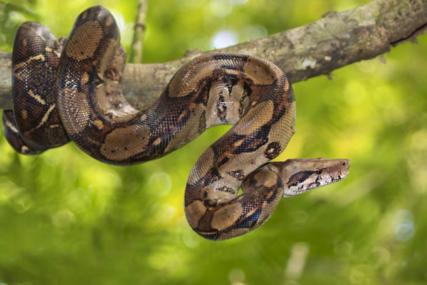 Jiboia-constritora (Boa constrictor)