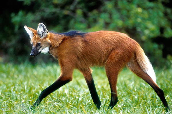 Lobo-guará (Chrysocyon brachyurus)