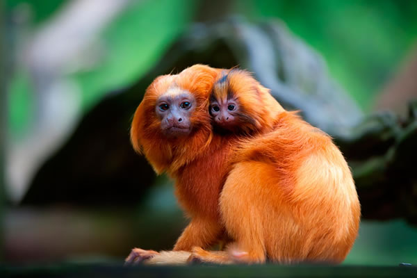 Mico-leão-dourado (Leontopithecus rosalia)