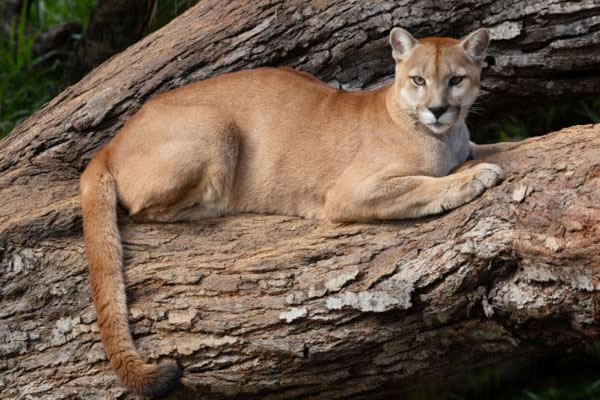 Onça-parda-da-Caatinga, Suçuarana (Puma concolor)