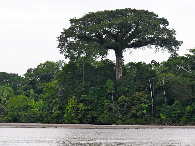 Sumaúma (Ceiba pentandra)