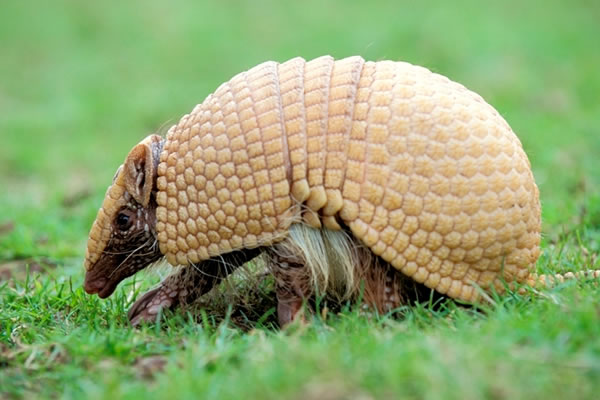 Tatu-bola-da-caatinga (Tolypeutes tricinctus)