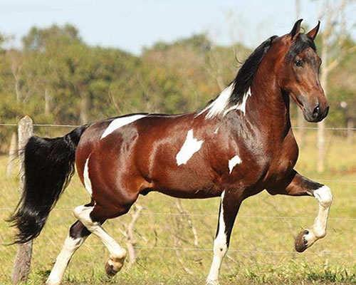 Manga Larga Marchador