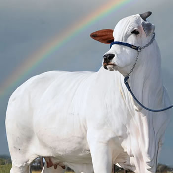 Viatina, a vaca brasileira mais valiosa do mundo