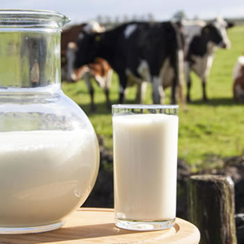 Beber o leite direto da vaca faz mal? Entenda