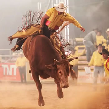 Curiosidades sobre o rodeio