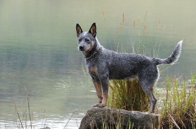 Australian Cattle Dog