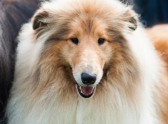 Rough Collie