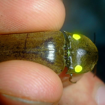 Besouro de fogo, o inseto mais brilhante do mundo
