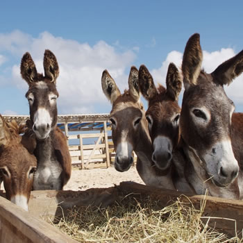 Diferenças entre o cavalo, jumento e burro