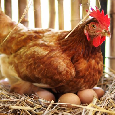 Recolher ovos de galinha
