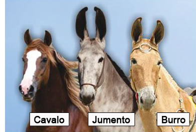 Cavalo, burro e jumento