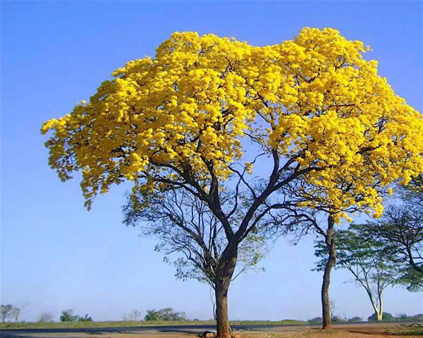 Ipê Amarelo