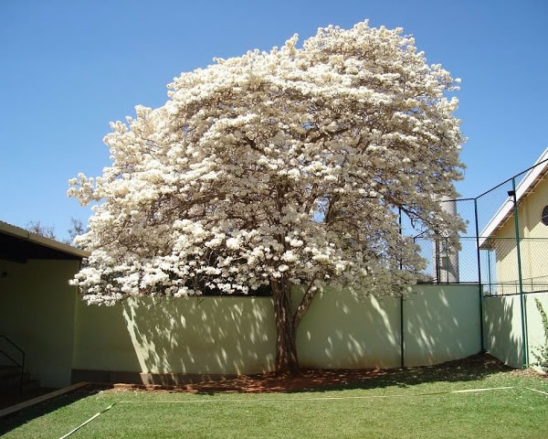 Ipê Branco Ipê Branco