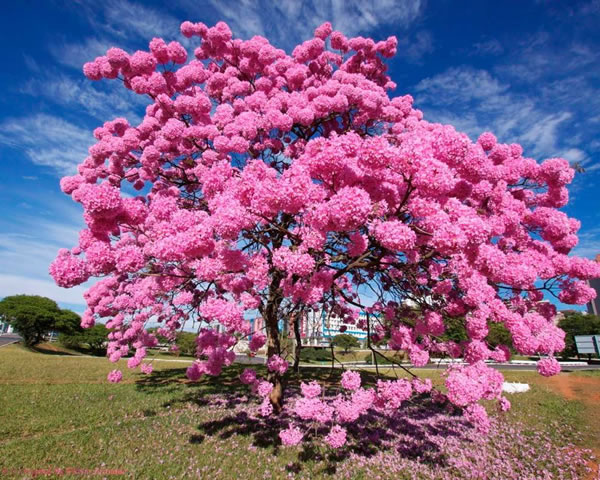 Ipê Rosa Ipê Rosa