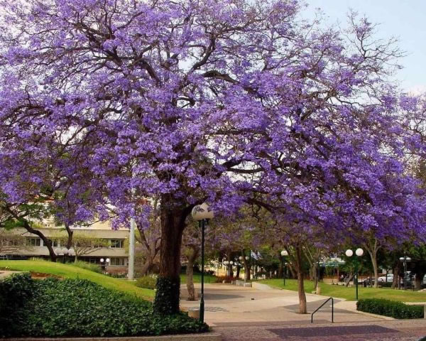 Ipê Roxo