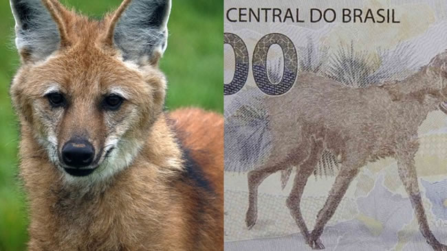Lobo-guará e a nota de R$200,00