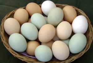 Cor da casca dos ovos