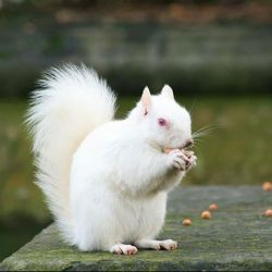 Esquilo albino