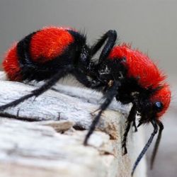 Formiga vermelha aveludada