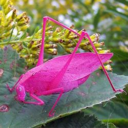 Gafanhoto rosa