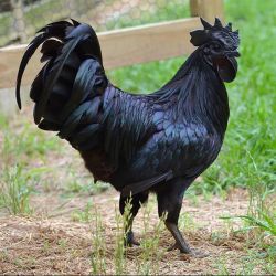 Galo preto Ayam Cemani